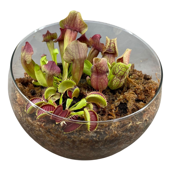 <h4>Vleesetende planten in bolvormige glasschaal XL</h4>