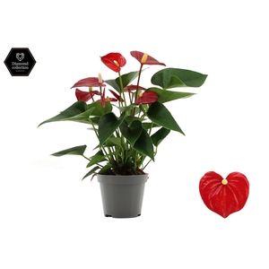 Anthurium 9 cm Micra in transparant sleeve