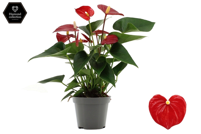 <h4>Anthurium 9 cm Micra in transparant sleeve</h4>