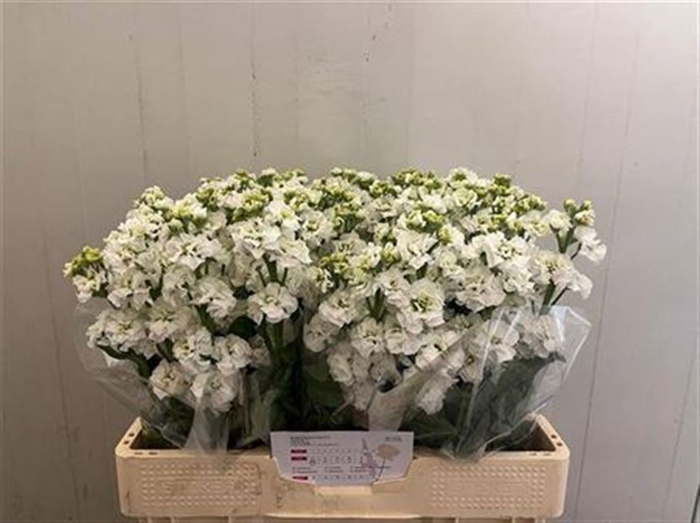 <h4>Matth Stx White</h4>