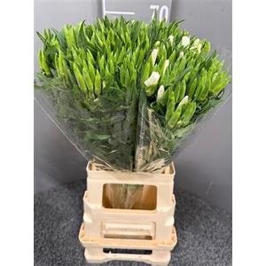 Godetia White