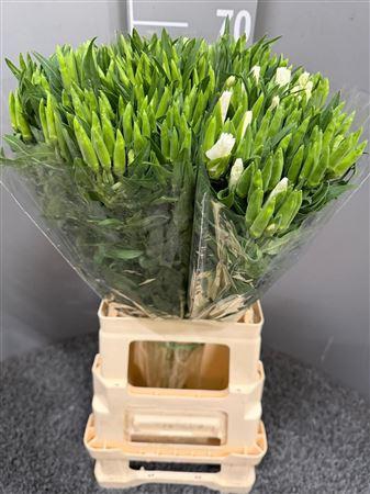 <h4>Godetia White</h4>