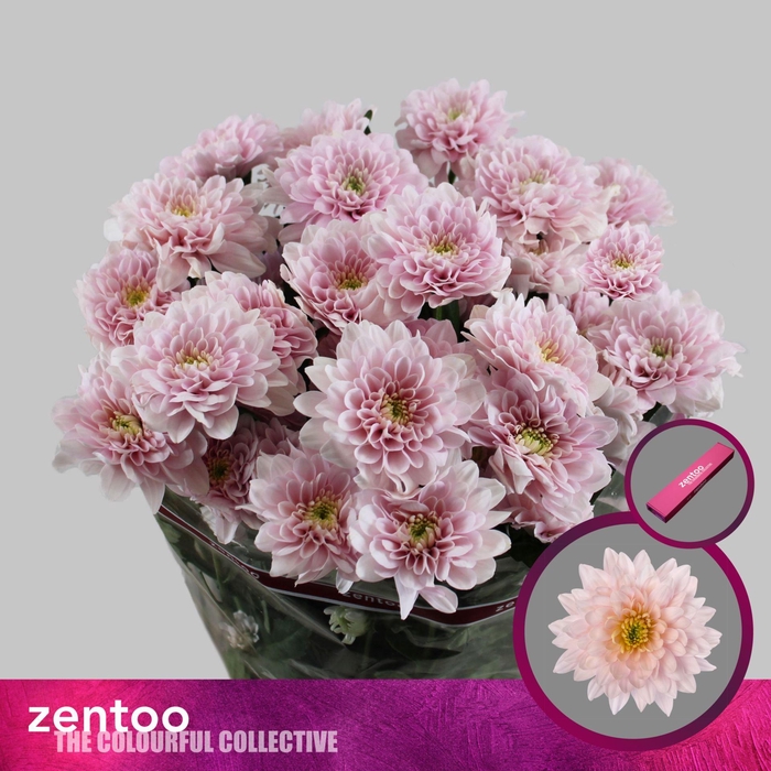 <h4>CHRYSANTHEMUM TR 'PASTELA PINK'</h4>