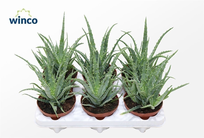 <h4>Aloe Arborescens</h4>