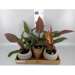 Philodendron   ...