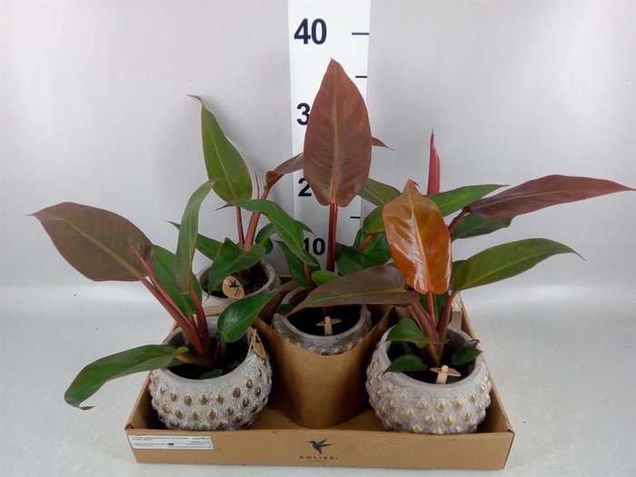<h4>Philodendron   ...</h4>