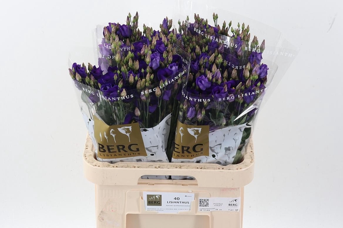 <h4>Eus E Picco Violet</h4>