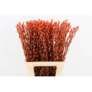 Salix Snowflake 70cm Orange