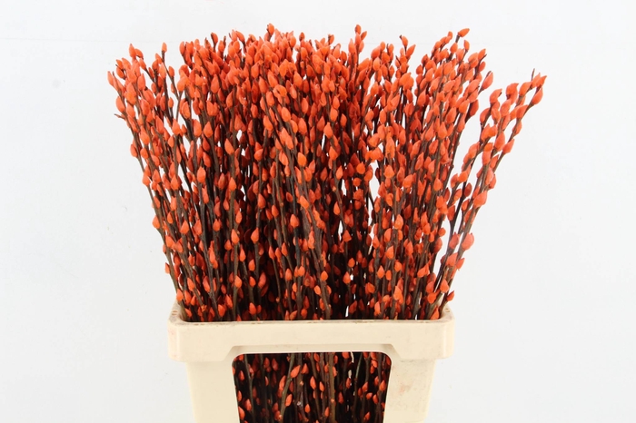 <h4>Salix Snowflake 70cm Orange</h4>