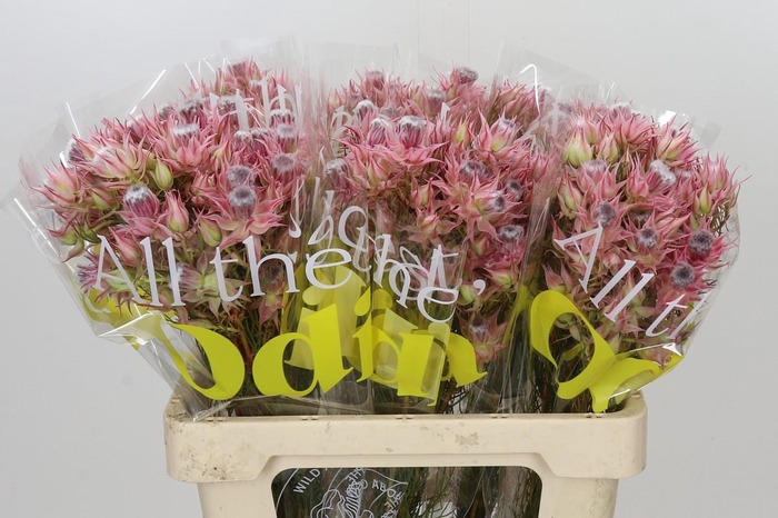 <h4>Blushing Bride Ayoba Shooting Star</h4>