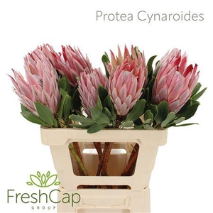 Protea Cynaroides Mini