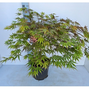Acer palmatum (Matsumurae Grp) Chit