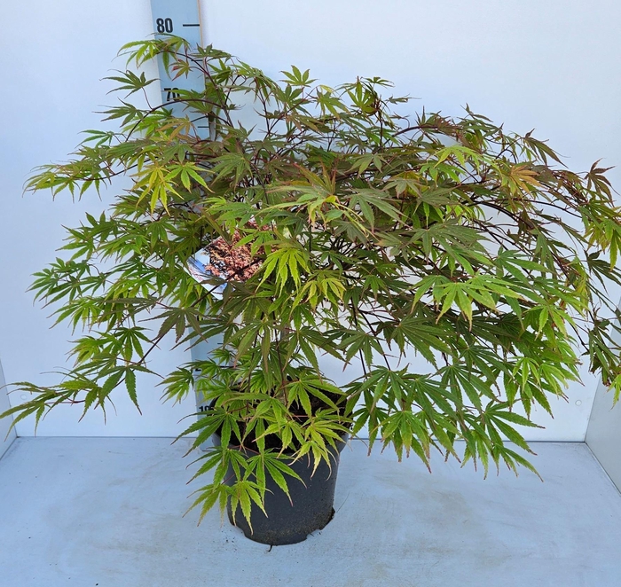 Acer palmatum (Matsumurae Grp) Chit