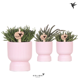 Kolibri Greens Rhipsalis mix in Diabolo pot pink