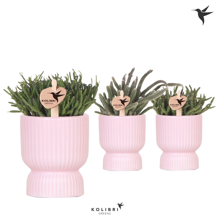 <h4>Kolibri Greens Rhipsalis mix in Diabolo pot pink</h4>