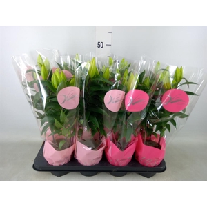 Lilium ori.   ...mix