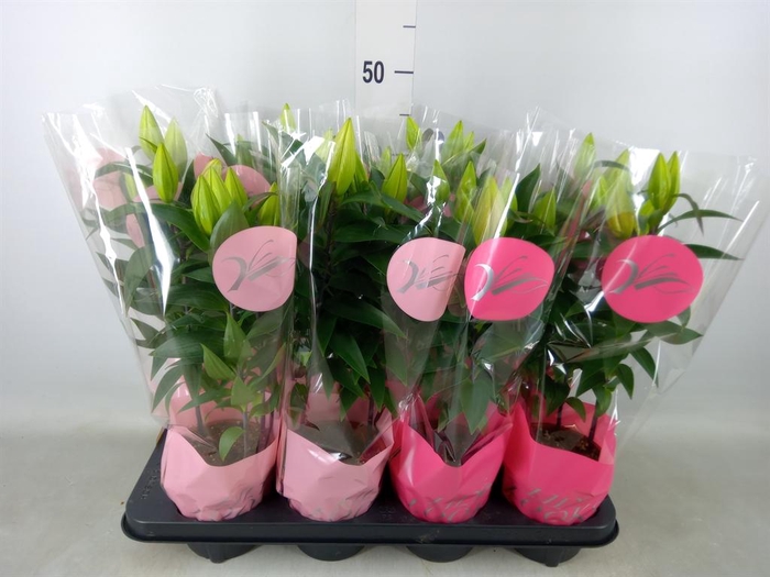 <h4>Lilium ori.   ...mix</h4>