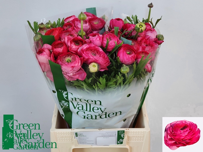 <h4>RAN AAZUR DEEP ROSE</h4>