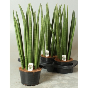 SANSEV CYLINDRICA OV