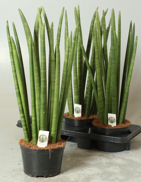 <h4>SANSEV CYLINDRICA OV</h4>