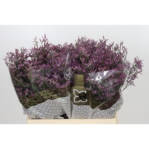 Limonium ov Piuma Sky