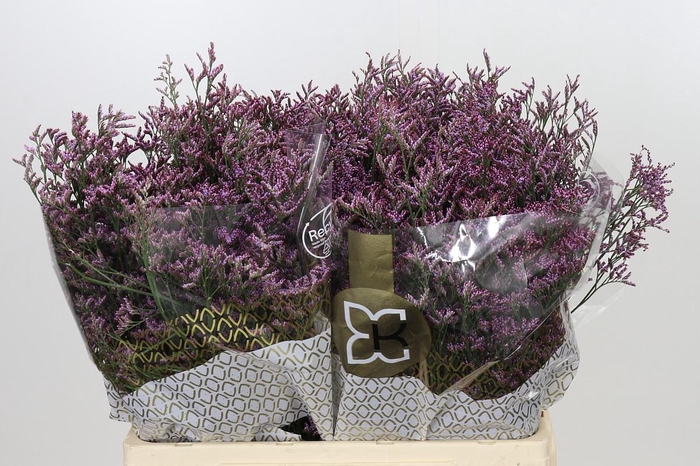 <h4>Limonium ov Piuma Sky</h4>
