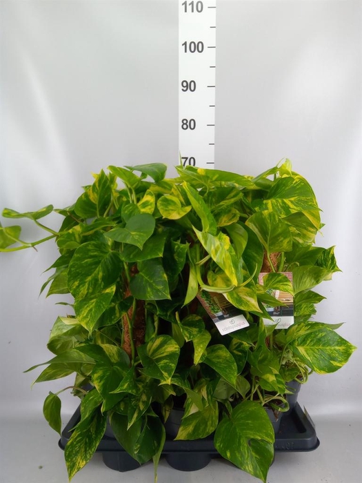 <h4>Epipremnum pinn.   ...moss stick</h4>