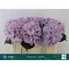 Hydr M My Primavera