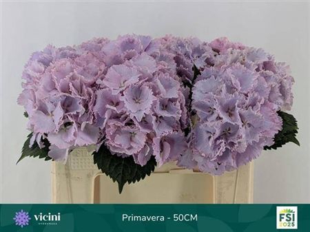 Hydr M My Primavera