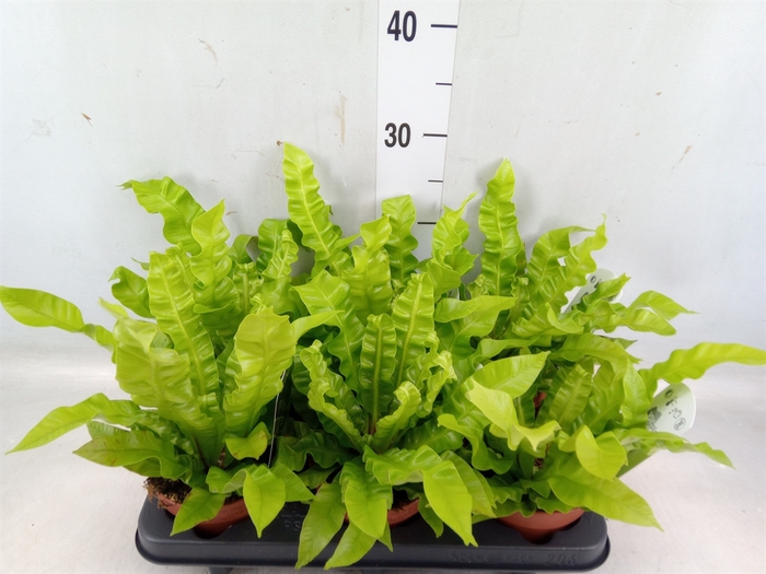 <h4>Asplenium nidus 'Crispy Wave'</h4>