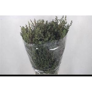 EUC PARVIFOLIA P BS