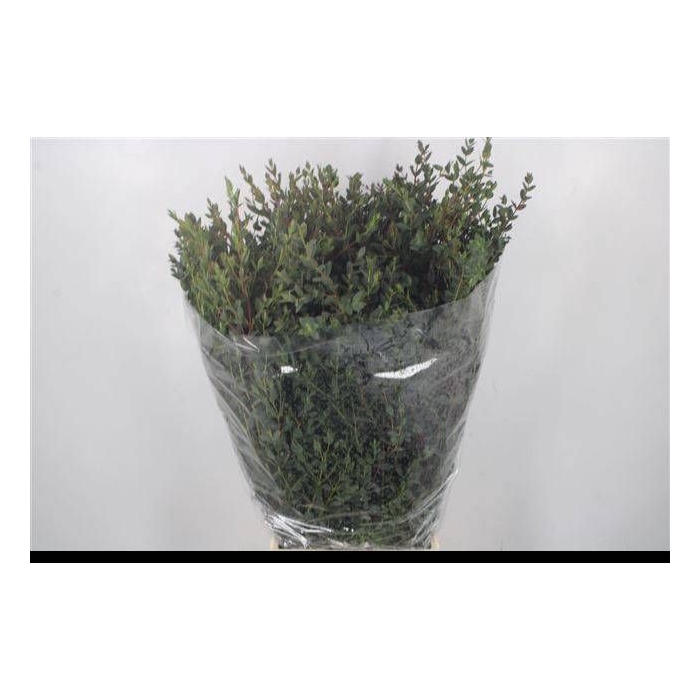<h4>EUC PARVIFOLIA P BS</h4>
