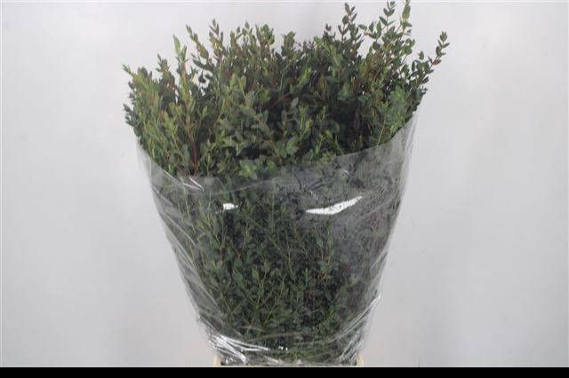 <h4>EUC PARVIFOLIA P BS</h4>