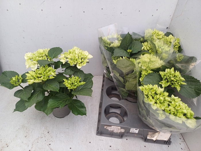 <h4>HYDR M SCHNEEBALL</h4>