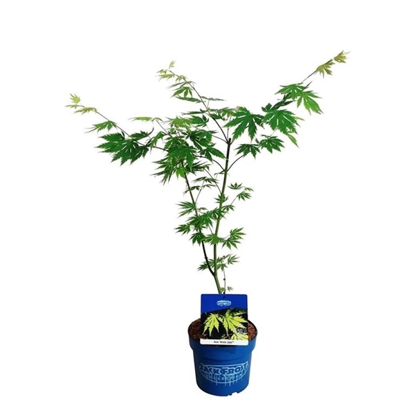 <h4>Acer Arctic Jade ®</h4>