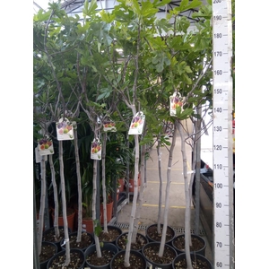 Ficus carica
