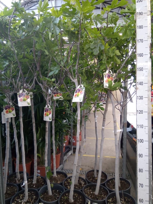 <h4>Ficus carica</h4>