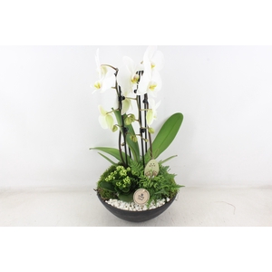 arr2 PL - Ebbischaal x2 phal. wit Easter bunny