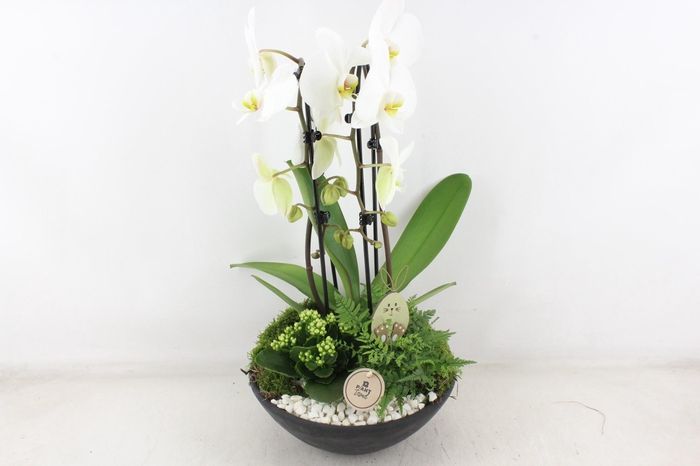 <h4>arr2 PL - Ebbischaal x2 phal. wit Easter bunny</h4>