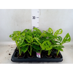 Monstera obliqua 'Monkey Mask'