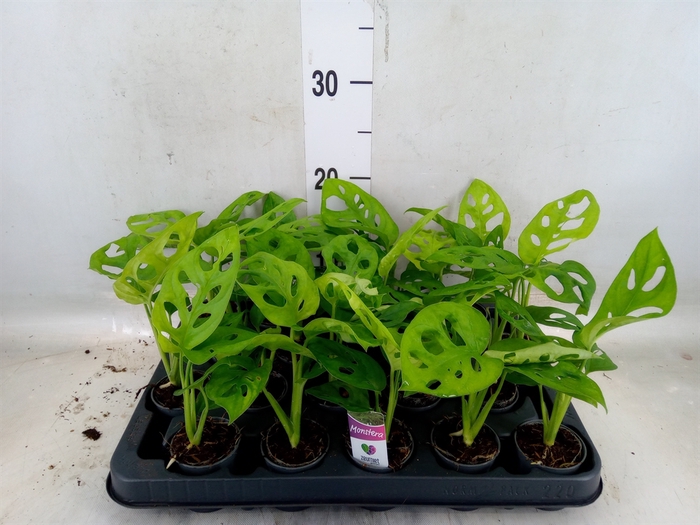 <h4>Monstera obliqua 'Monkey Mask'</h4>