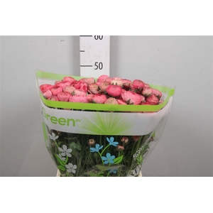 Ran Aazur Antiq Rose