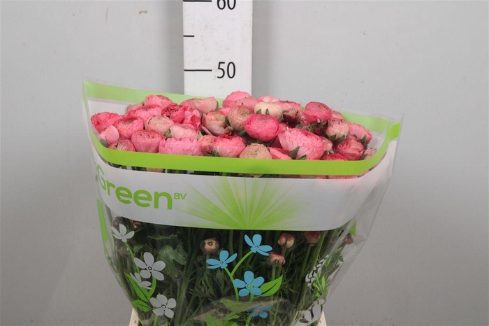 <h4>Ran Aazur Antiq Rose</h4>