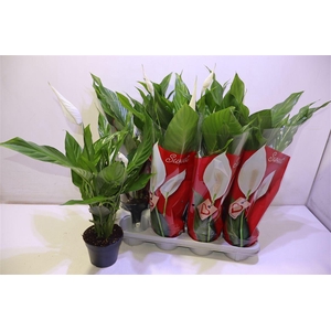 arr8 Spath Sweet Benito