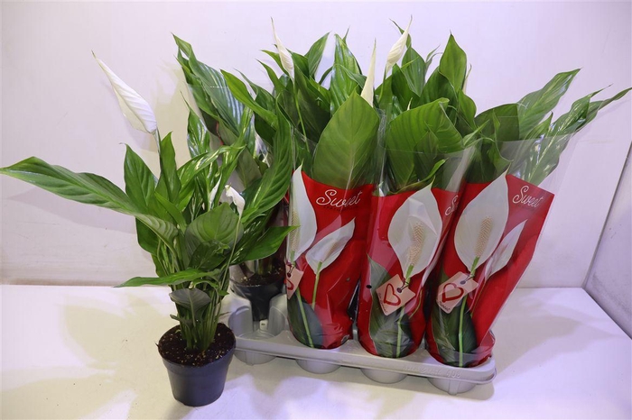 <h4>arr8 Spath Sweet Benito</h4>