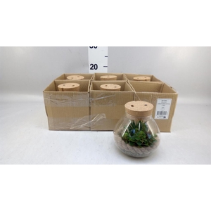 Arr.   Kamerplant Groen H%