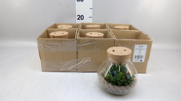 <h4>Arr.   Kamerplant Groen H%</h4>