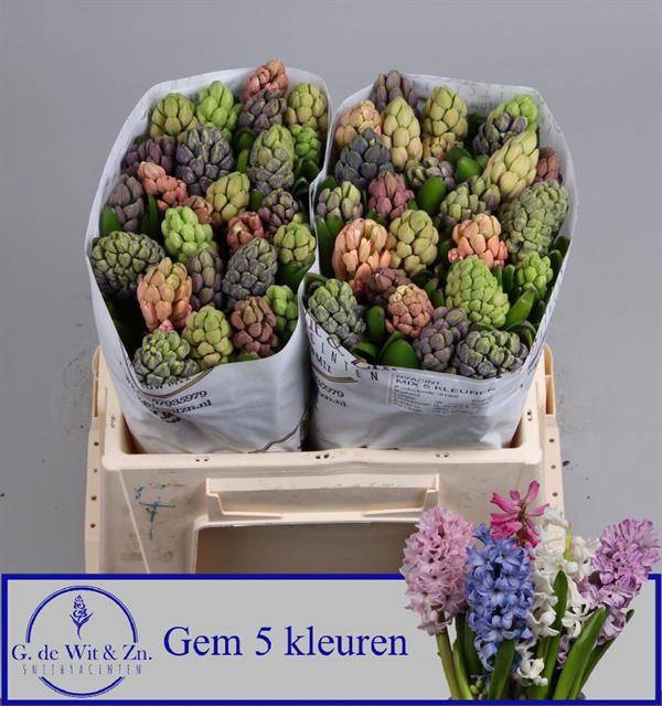 <h4>HYAC GEM 5 KLEUREN</h4>