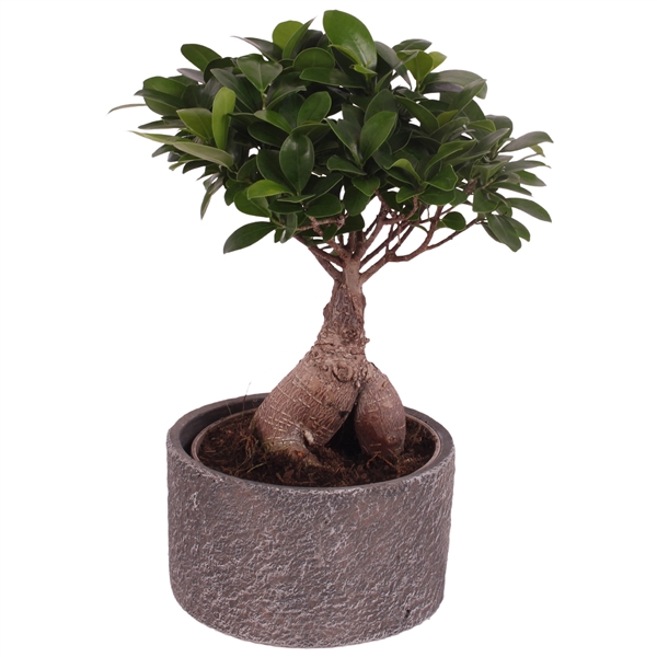 <h4>Ficus m. Ginseng Ball Shape Ø15cm in Ø17cm Ceramic NT566</h4>
