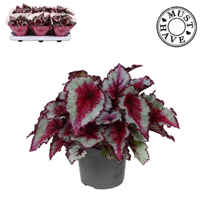 Bladbegonia Rex Caribbean Night MUST HAVE